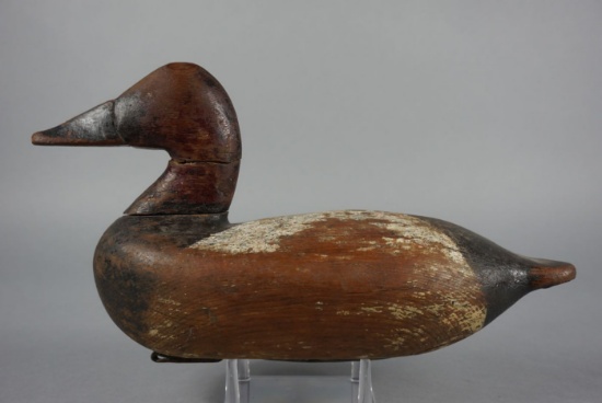 Canvasback by Charles Nelson Barnard