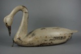 Swan from NJ