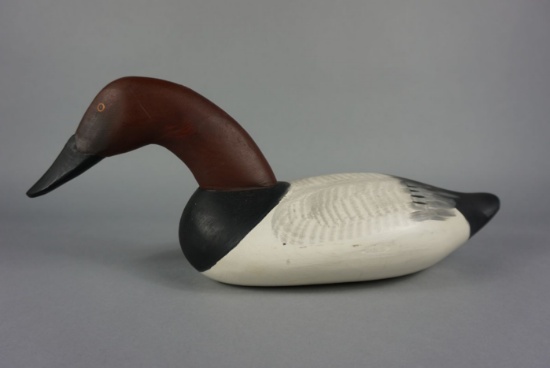 Canvasback by Paul Gibson