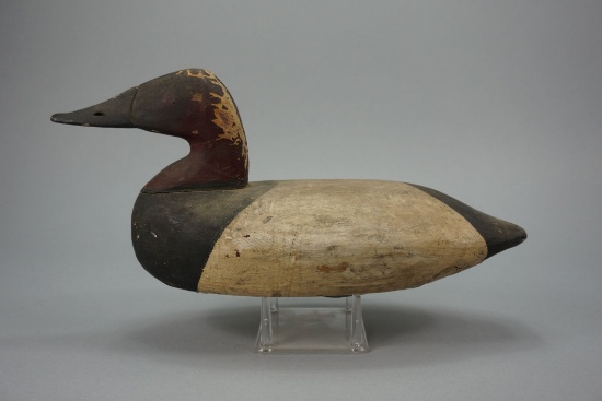 Canvasback by Stanley Evans