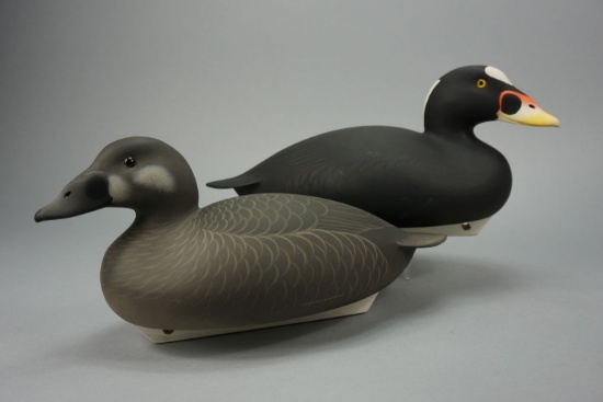 Surf Scoters by Oliver Lawson