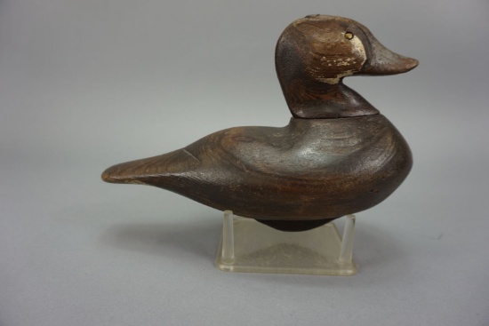 Ruddy Duck by Norman Scott