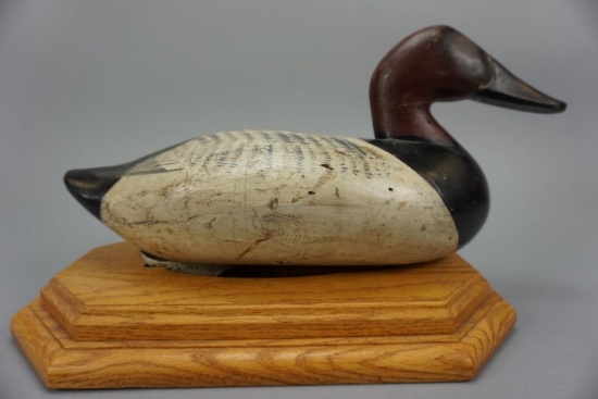 Canvasback by R Madison Mitchell