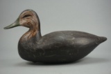 BLACKDUCK FROM NEW JERSEY