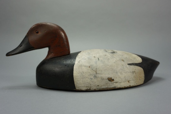 CANVASBACK FROM MICHIGAN