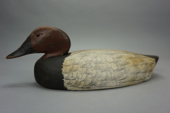 CANVASBACK FROM ONTARIO, CANADA