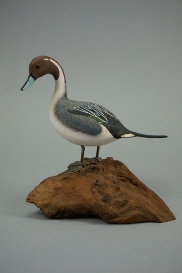 PINTAIL BY C. W. WATERFIELD