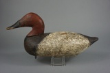 CANVASBACK FROM THE UPPER BAY