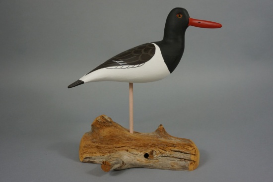OYSTER CATCHER BY ROE TERRY