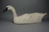 SWAN FROM NC