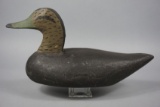 BLACKDUCK FROM ROCK HALL, MD