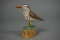 SHORBIRD BY IRA JAMES THORNES