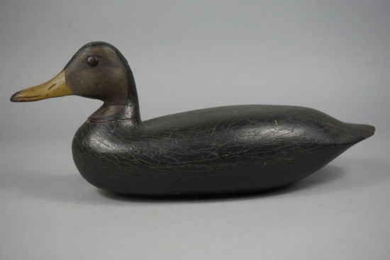 BLACK DUCK FROM NEW JERSEY