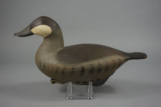 RUDDY DUCK BY PETE PETERSON
