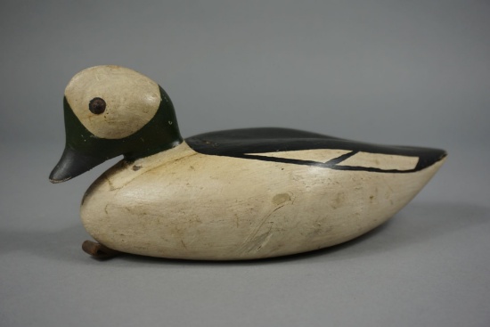 BUFFLEHEAD FROM MAINE