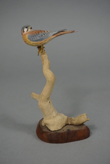 AMERICAN KESTREL BY BILLY CROCKETT