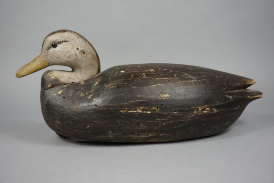 BLACK DUCK BY MARK DAISEY