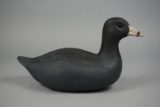 COOT BY DELBERT 