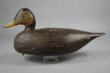 BLACK DUCK BY MILES HANCOCK