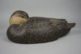 BLACK DUCK BY GENE SULLIVAN