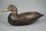 BLACK DUCK BY S M DOUGLAS JESTER