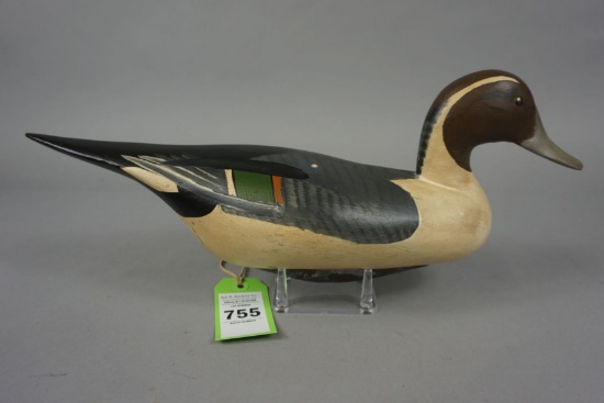 PINTAIL FROM THE JOBES FAMILY