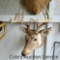 Quality whitetail deer mount. 10 point with a inside spread of approximately 13 inches.