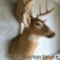 Quality whitetail deer mount. Eight point antlers with an approximate inside spread of 12