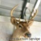 Quality whitetail deer mount. Nine point antlers with an approximate inside spread of 13 in.