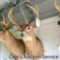 Huge quality whitetail deer mount. Eight point antlers with an approximate inside spread of 15 and a