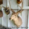 Quality mule deer mount. Six-point antlers with an approximately 20-in inside spread.