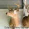 Quality whitetail deer mount. Eight point antlers with an approximate 15
