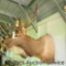 Quality elk mountain good condition. 9 antler points that measure approximately 27 in wide at the