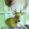 9 point whitetail deer mount in good condition. Measures approximately 18 in inside spread.