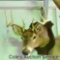 10-point whitetail deer mount in good condition.Inside spread is approximately 13 in.