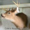 8-point whitetail deer mount with an inside spread of approximately 15 in