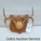 Vintage 8-point whitetail deer antler mount in great condition.