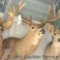 Quality 10-point whitetail deer mount in great condition. Approximate inside spread of 20 in.