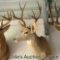 10-point mule deer mount in good condition. Approximate inside spread of 16 in.