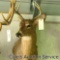 Five point whitetail deer mount. See photos for details.