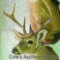 7-point whitetail deer mount with an inside spread of approximately 15 in