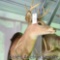 Eight-point whitetail deer mount in good condition. Inside spread is approximately 12 in