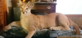 Large mountain lion on floor display. Extra cool for the game room, man cave or bar!