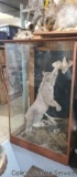 Large bobcat snatching a bird, beautiful mount in one of a kind display large plexiglass display.