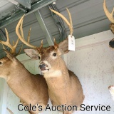 Huge quality whitetail deer mount. Eight point antlers with an approximate inside spread of 15 and a