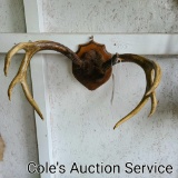 Huge vintage whitetail deer antler mount. Eight point with one broken brow time. Approximate inside