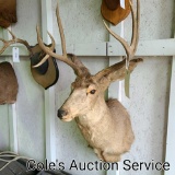 Quality mule deer mount. Six-point antlers with an approximately 20-in inside spread.