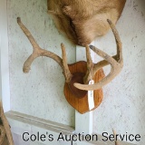 Whitetail deer antler mount with velvet. Seven point antler with approximately 13 in inside spread.