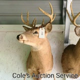 Quality whitetail deer mount. Eight point antlers with an approximate 15