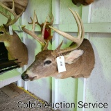 Unique eight-point whitetail deer mount in good condition. Inside spread is approximately 17 inches.
